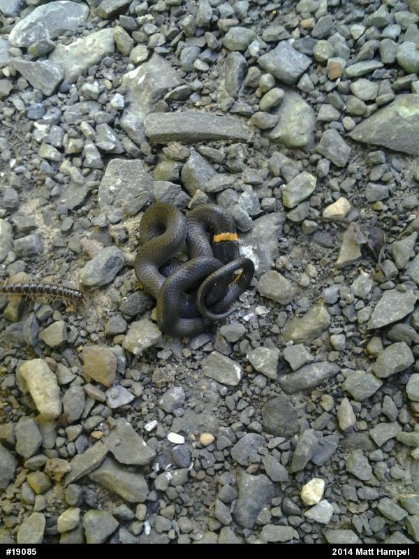 Northern Ring-necked Snake