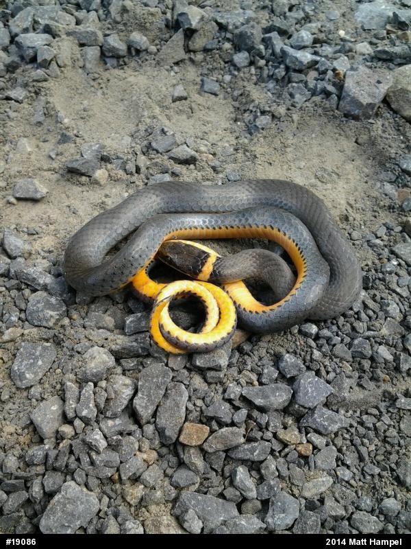 Northern Ring-necked Snake