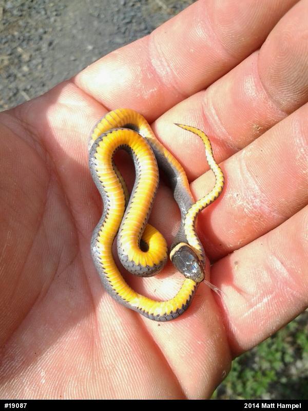Northern Ring-necked Snake