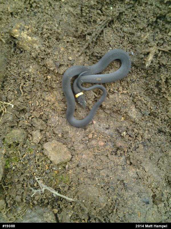 Northern Ring-necked Snake