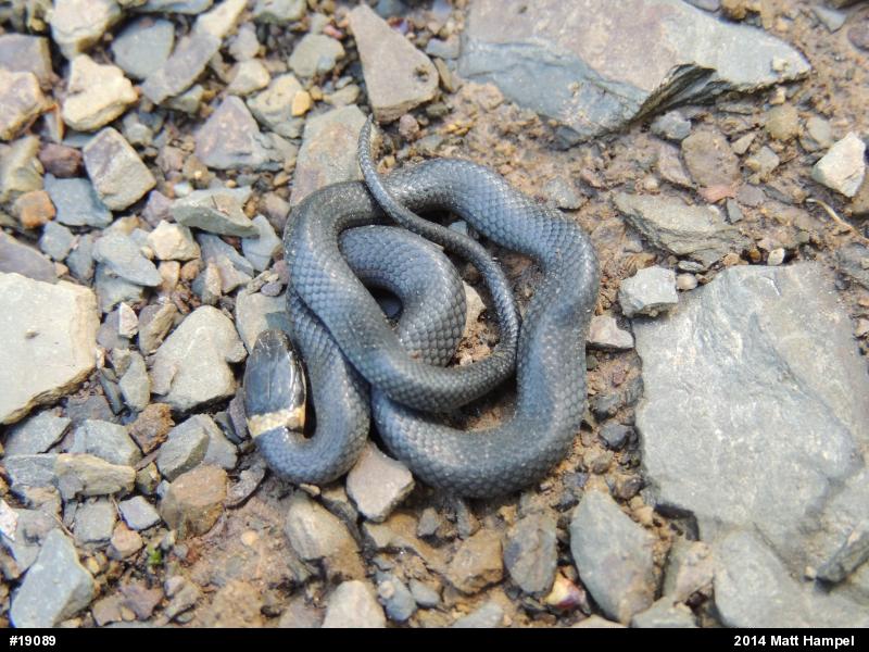 Northern Ring-necked Snake