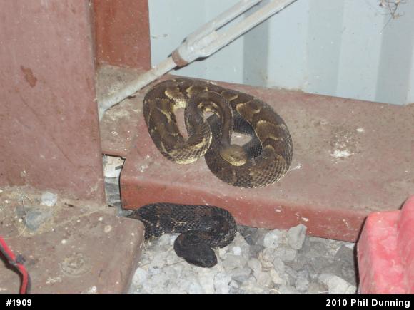 Timber Rattlesnake