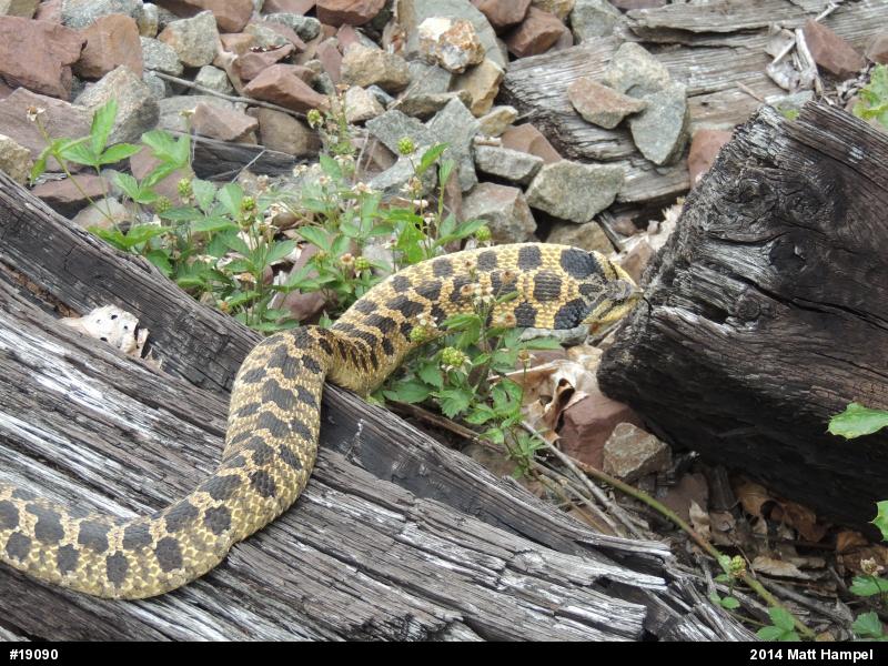 Eastern Hog-nosed Snake