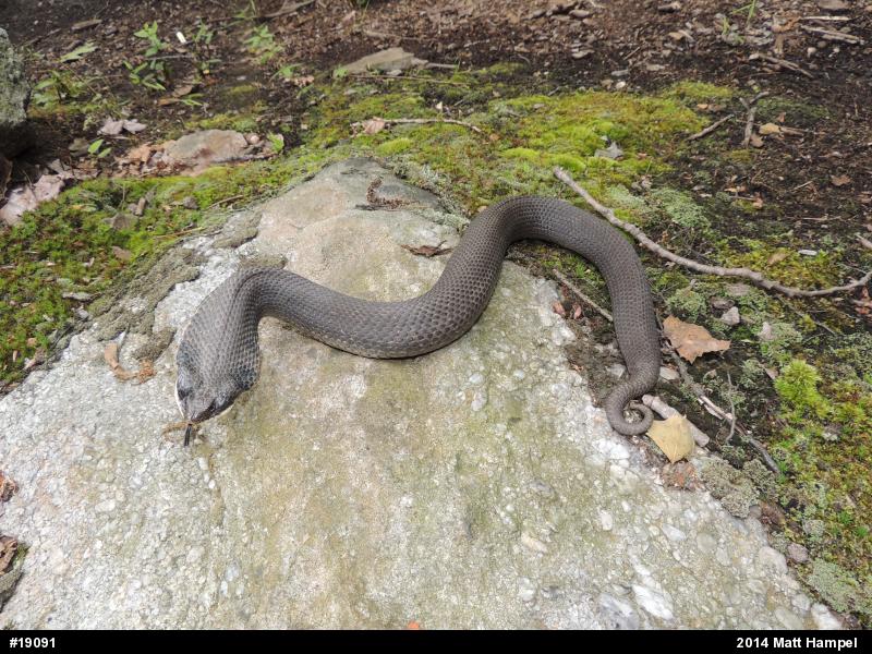 Eastern Hog-nosed Snake