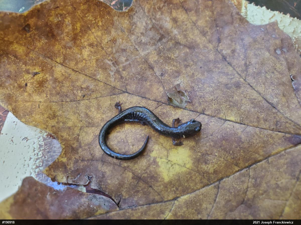 Eastern Red-backed  Salamander