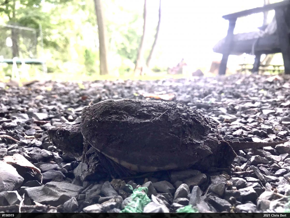 Snapping Turtle