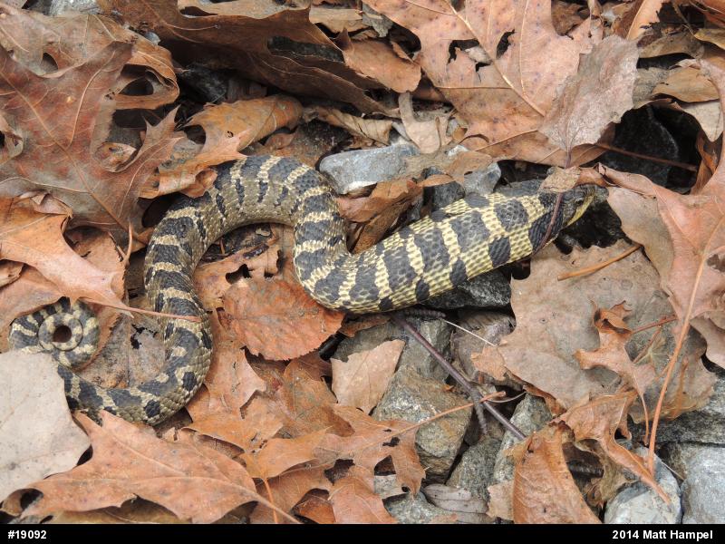 Eastern Hog-nosed Snake
