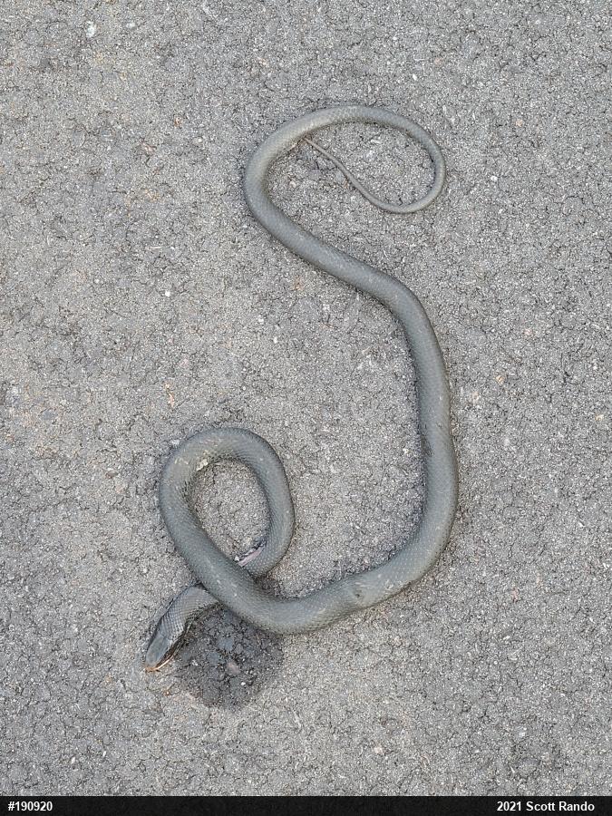 Northern Black Racer