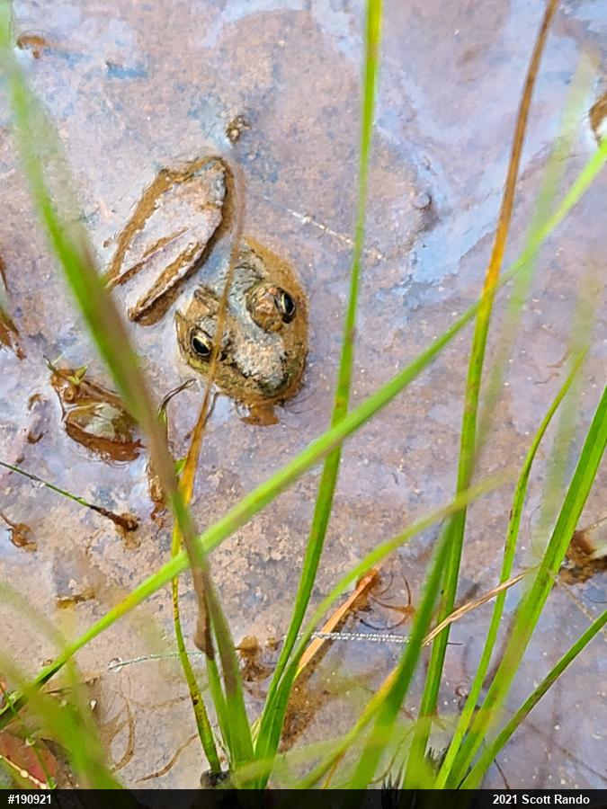 True Frogs