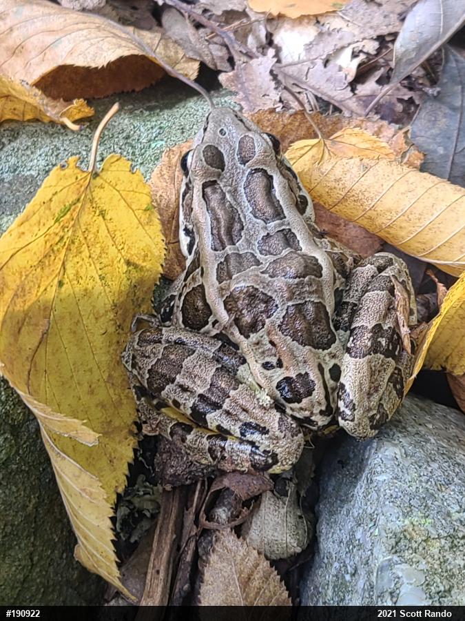 Pickerel Frog