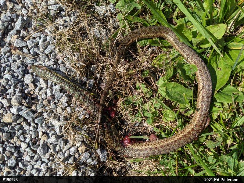 Eastern Gartersnake