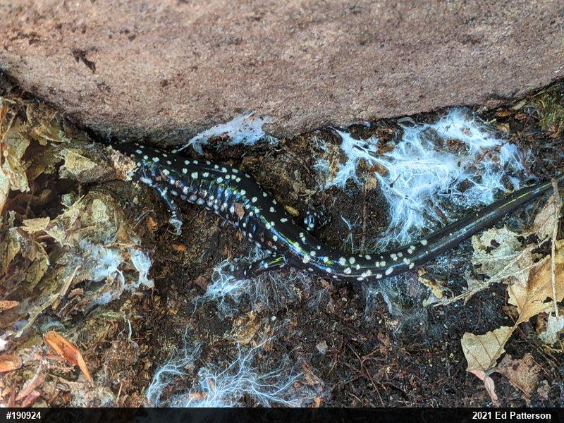 Northern Slimy Salamander