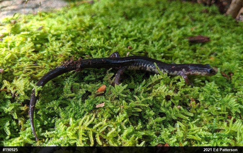 Wehrle's Salamander