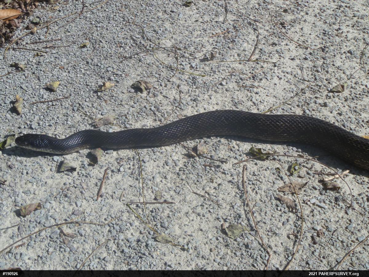 Eastern Ratsnake