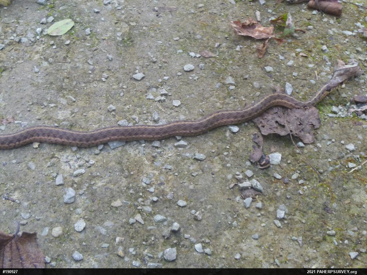 Eastern Gartersnake
