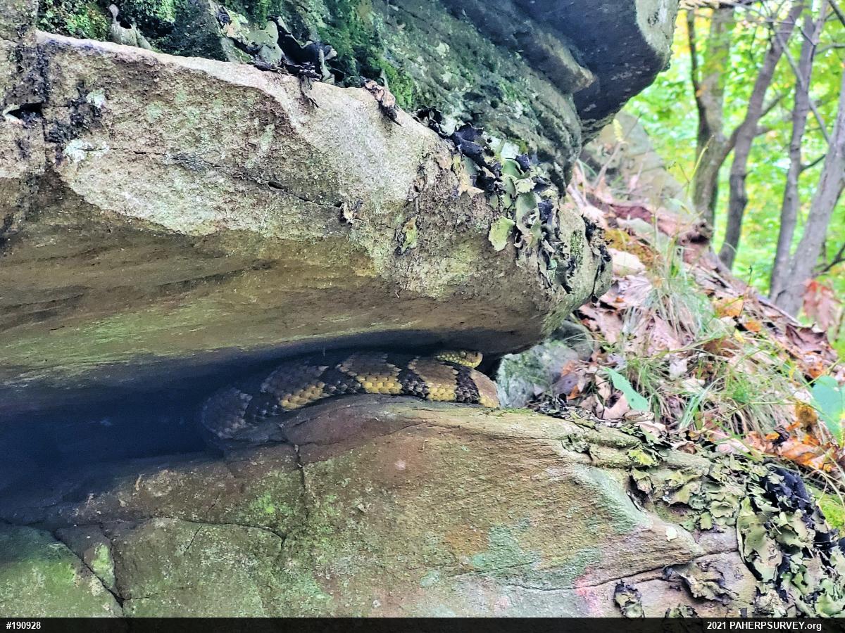 Timber Rattlesnake