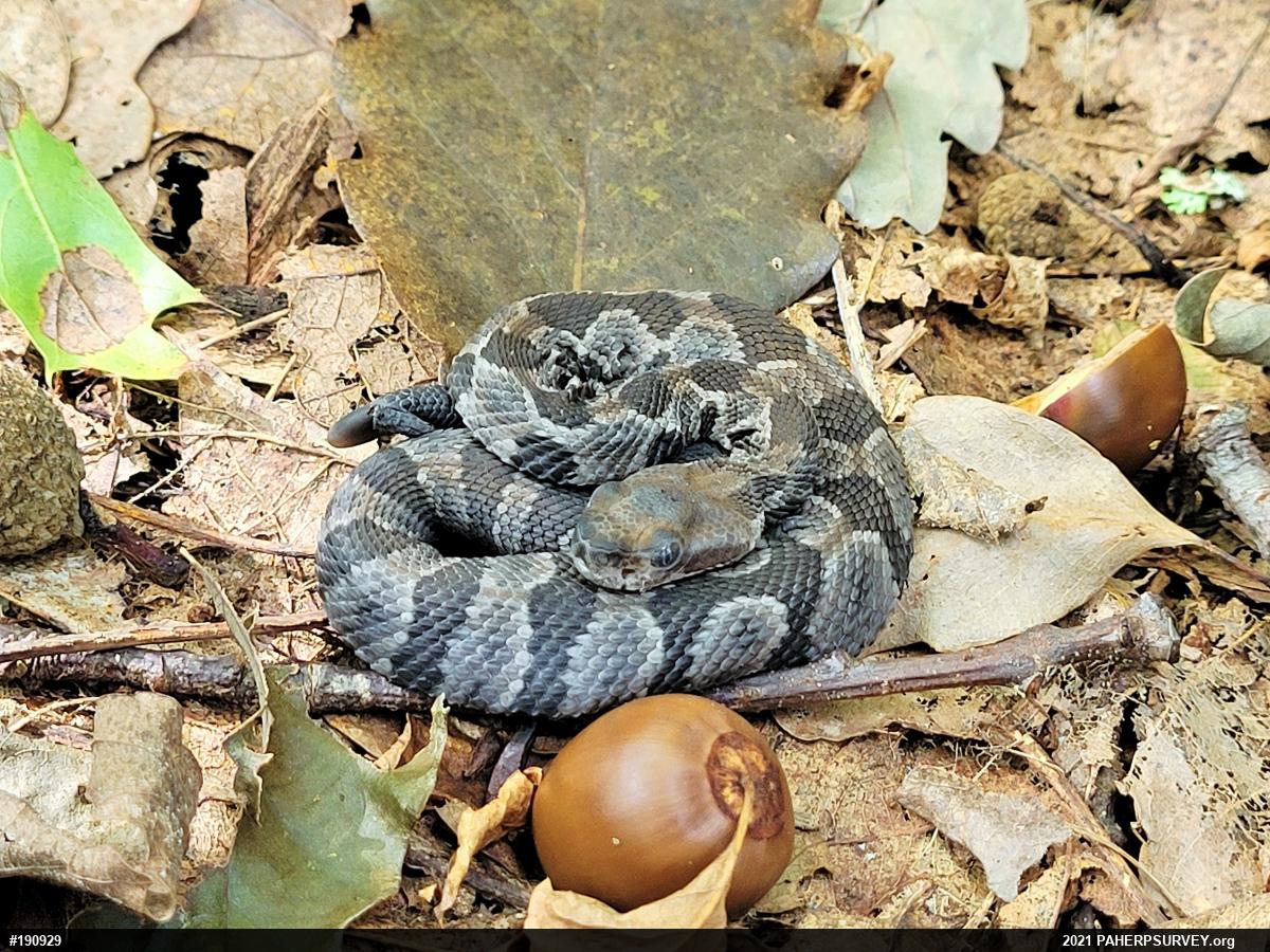 Timber Rattlesnake