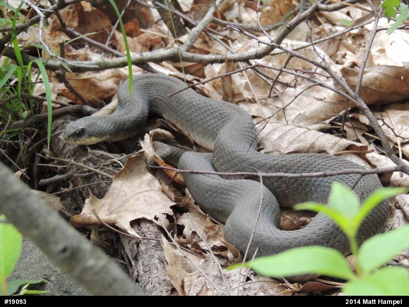 Eastern Hog-nosed Snake