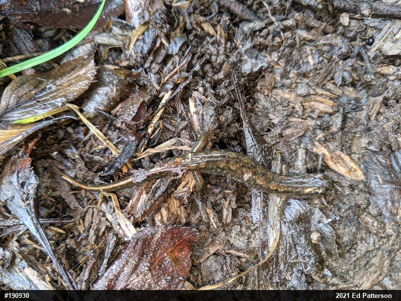 Northern Dusky Salamander