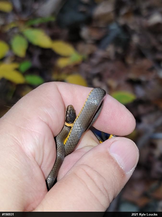 Northern Ring-necked Snake