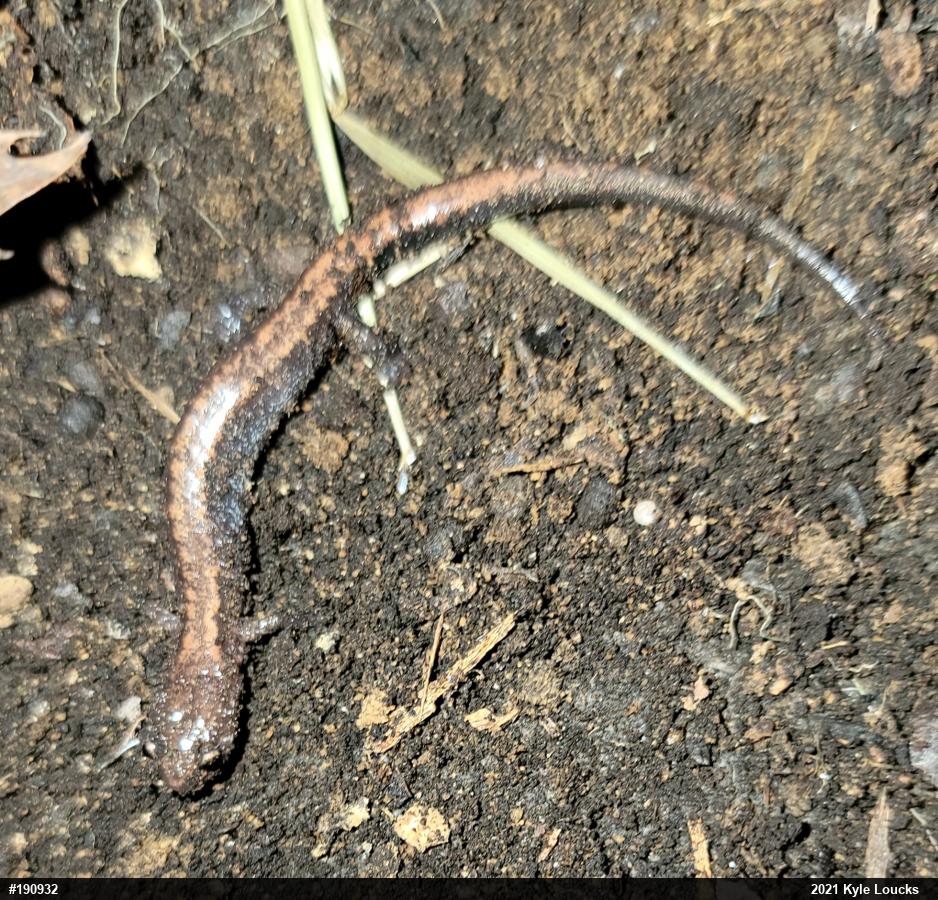 Eastern Red-backed  Salamander