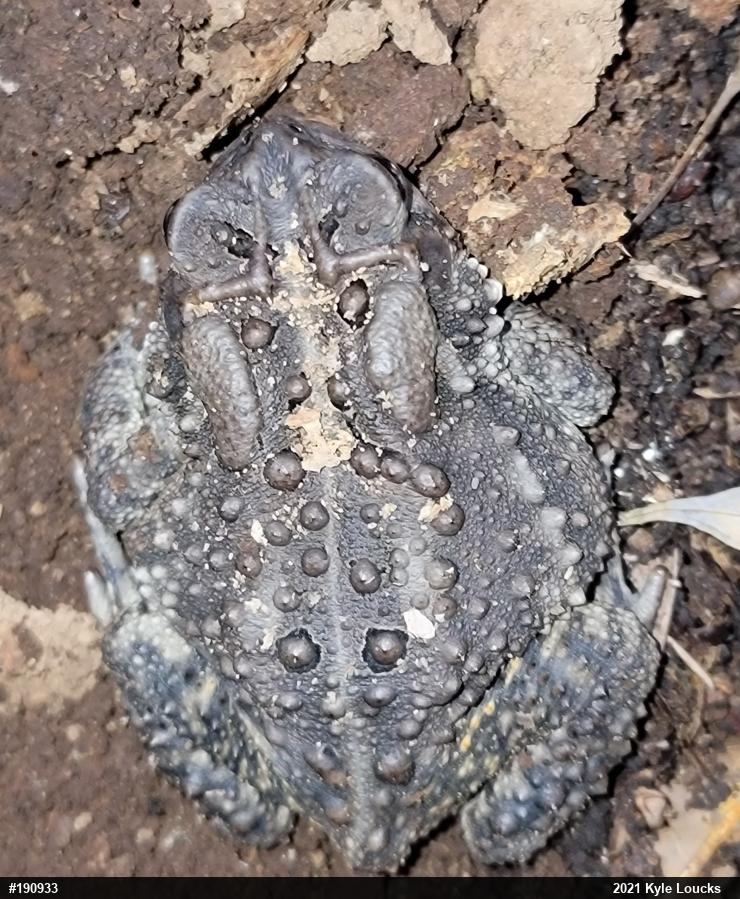 Eastern American Toad