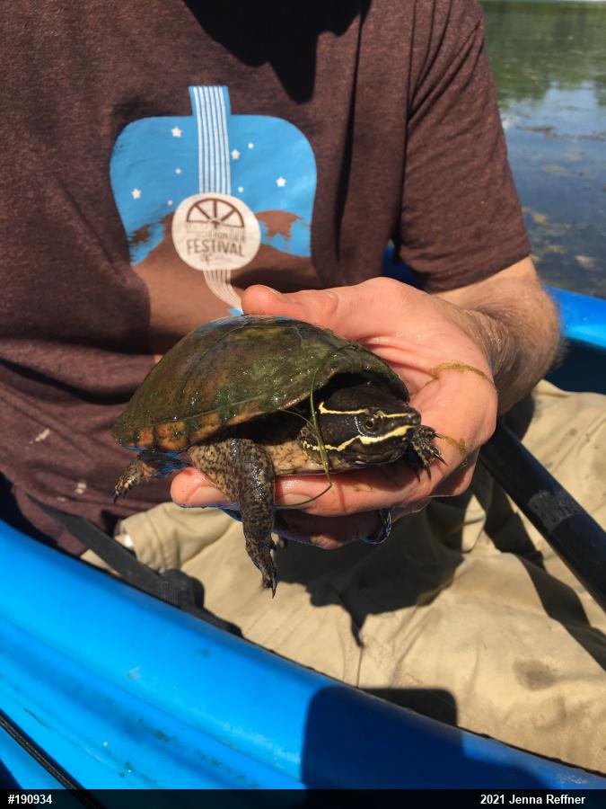 Eastern Musk Turtle