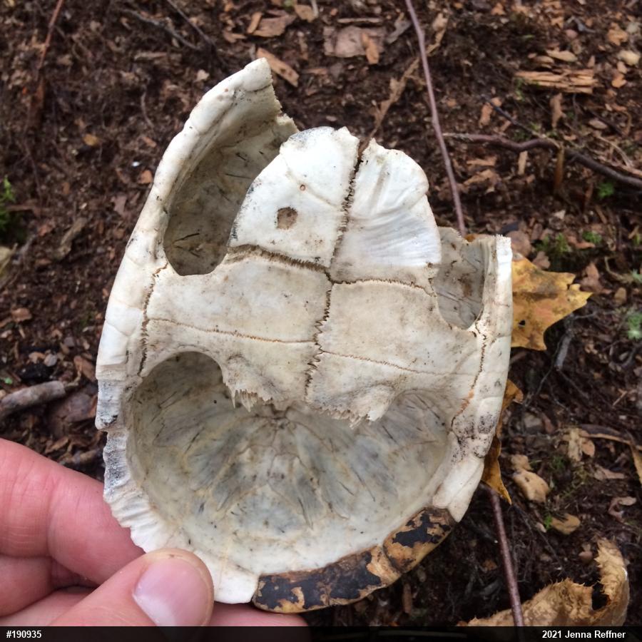 Eastern Musk Turtle