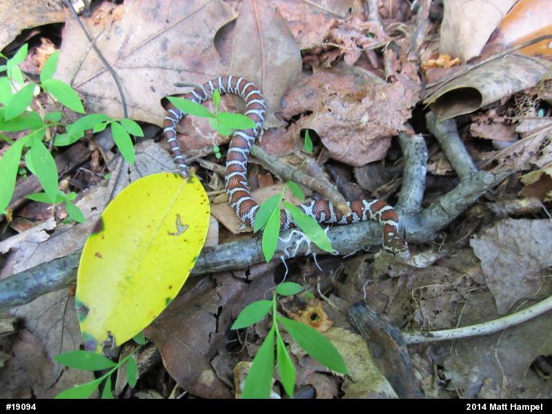 Eastern Milksnake