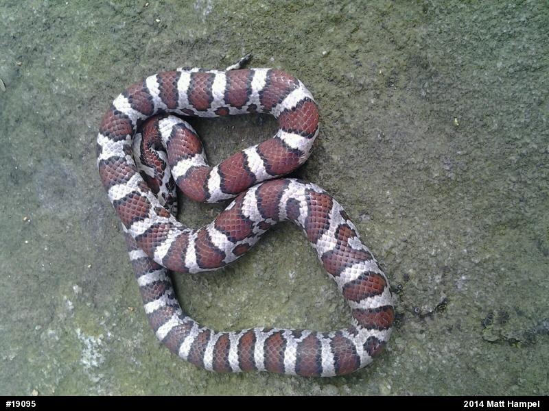 Eastern Milksnake