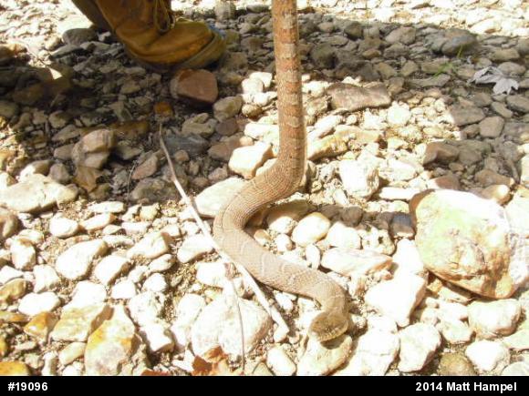 Northern Watersnake