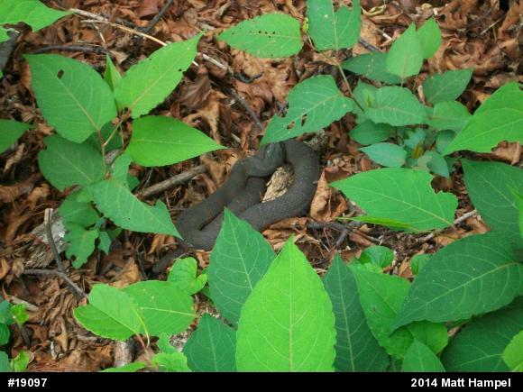 Northern Watersnake