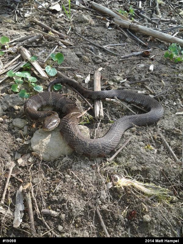 Northern Watersnake