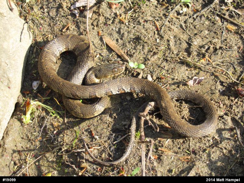 Northern Watersnake