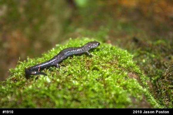 Northern Ravine Salamander