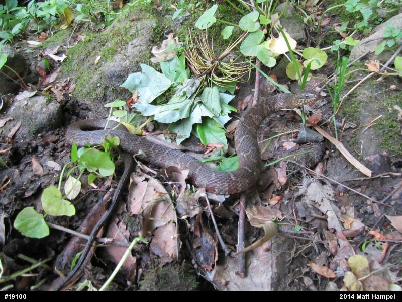 Northern Watersnake