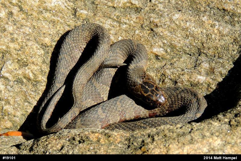 Northern Watersnake