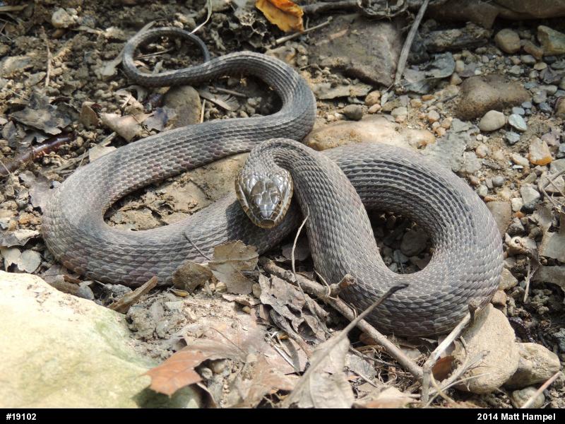 Northern Watersnake