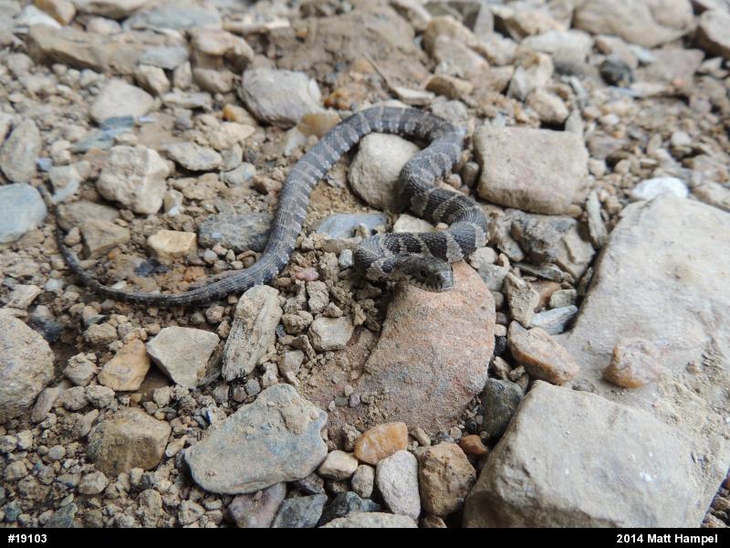 Northern Watersnake