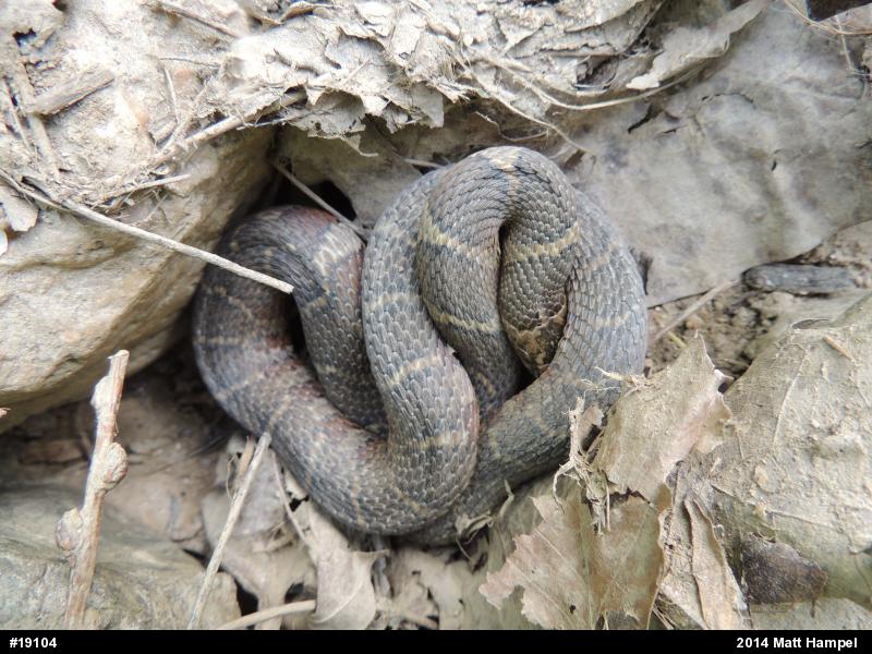 Northern Watersnake