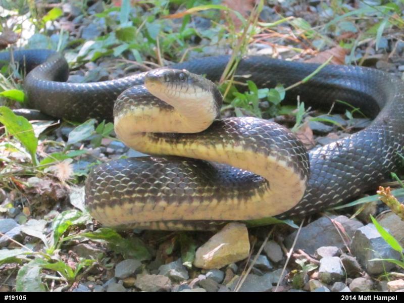Eastern Ratsnake