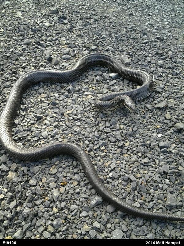 Eastern Ratsnake