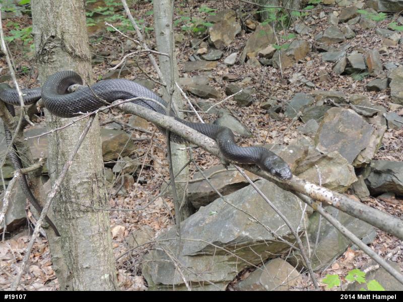 Eastern Ratsnake