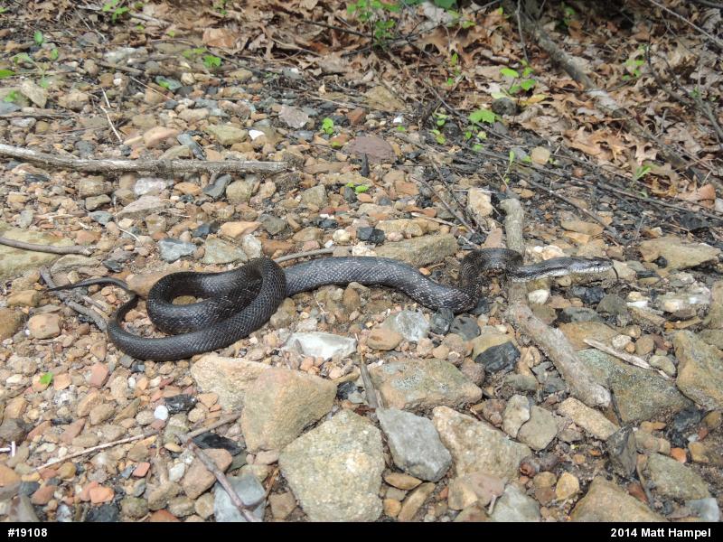 Eastern Ratsnake