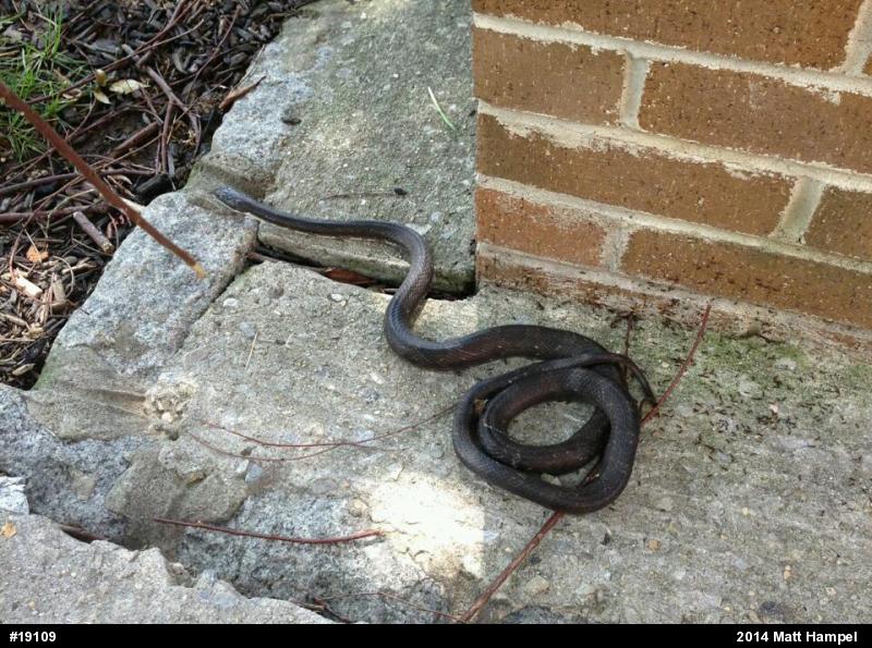 Eastern Ratsnake