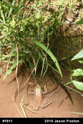 Green Frog