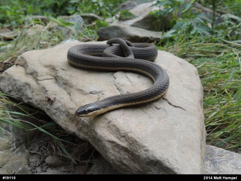 Queensnake