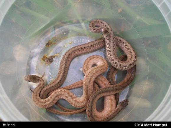 Dekay's Brownsnake