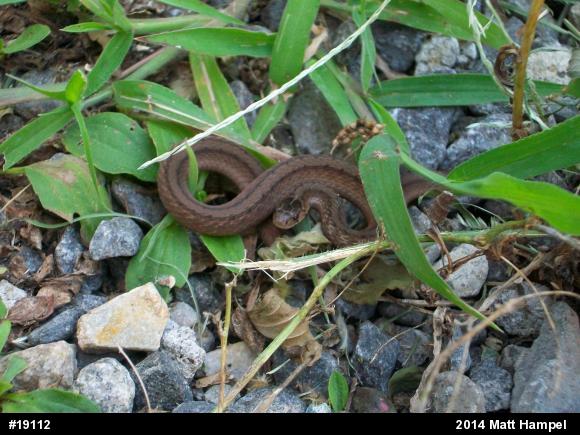 Dekay's Brownsnake