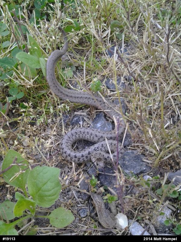 Dekay's Brownsnake